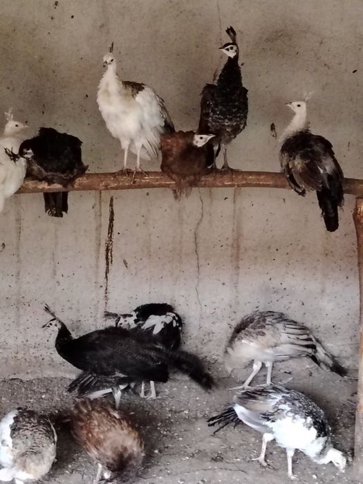 Disponibili pui de pauni