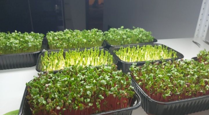 Живая натуральная Микрозелень