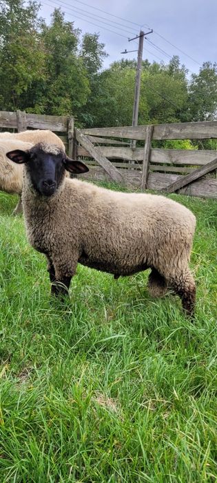 Berbecut suffolk