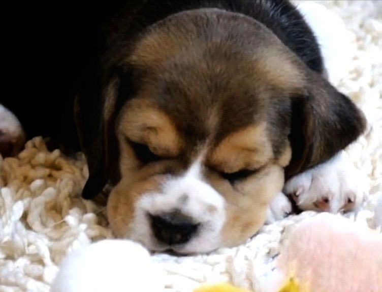 Очаровательные биглята