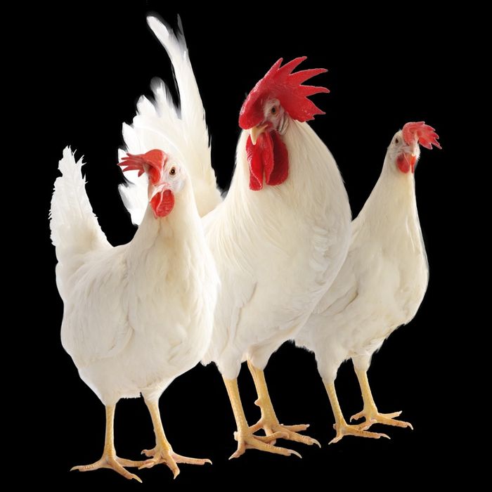 Уругланган Ломан сенди товуги инкубатор тухумлари.