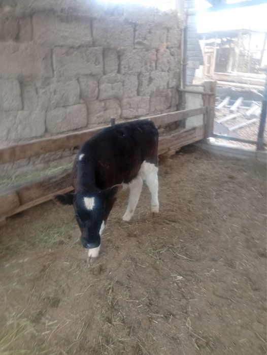 Корова сиыр сатылады бұзаумен