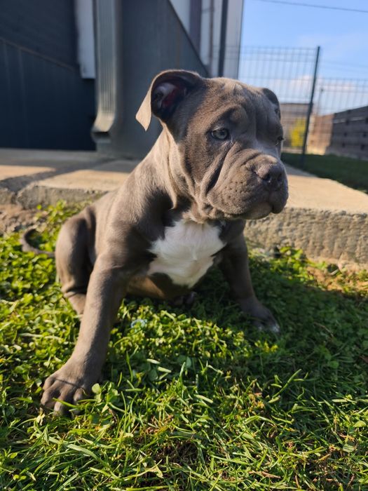 American bully standard