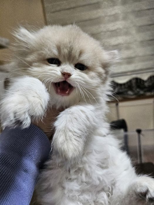 Родословно момиче британска  синьо злато