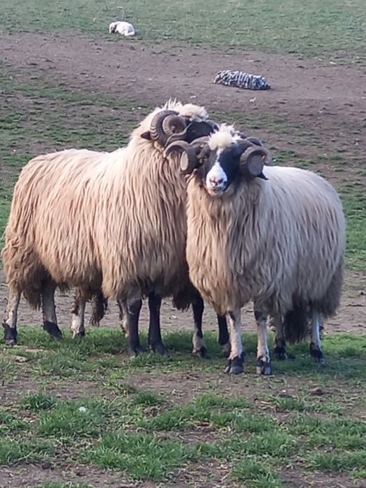 Disponibili 2 strămiori și 1 mior brezi