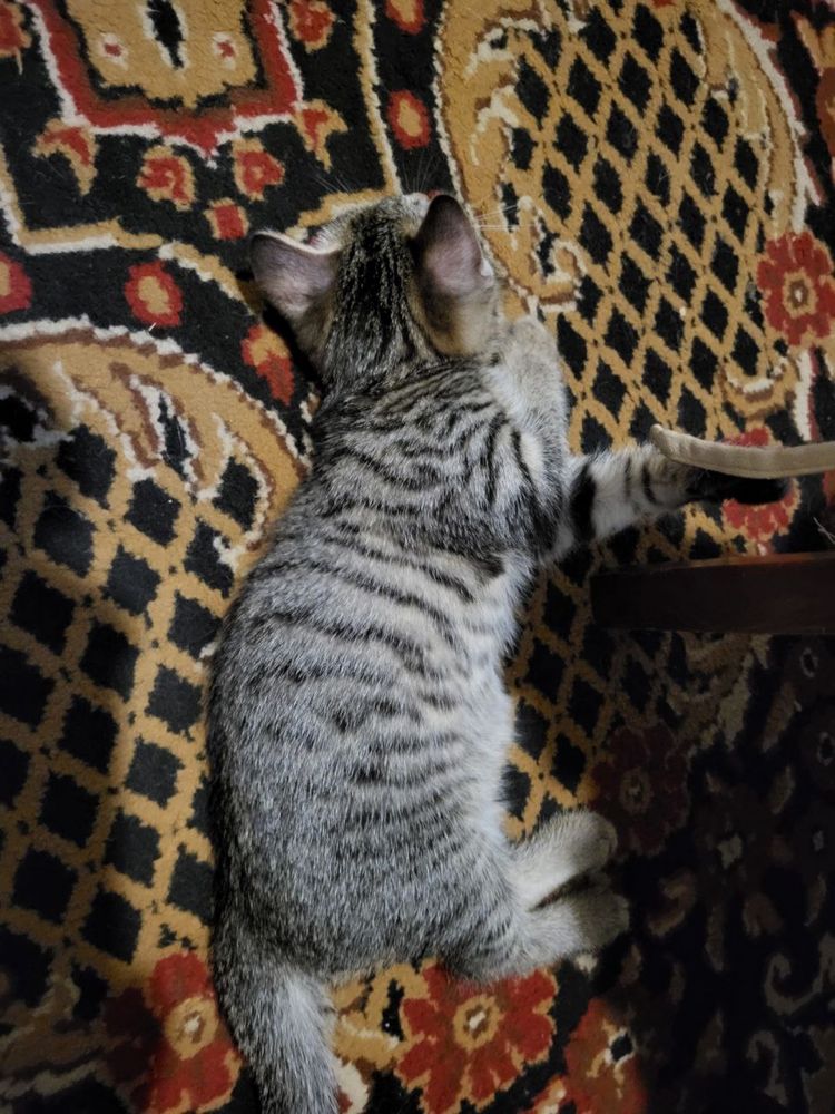 Отдам котенка в добрые руки