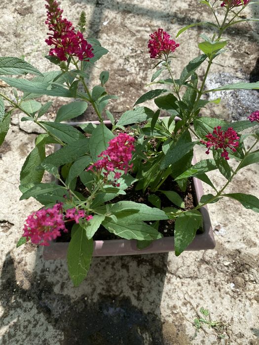 Будлея карликовая Канди Литл Руби