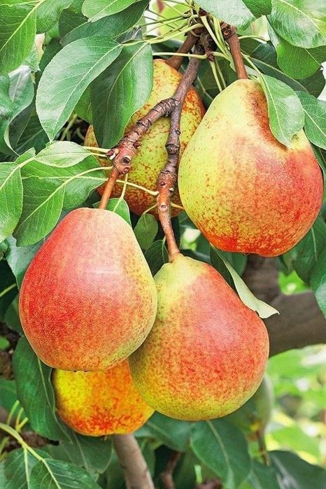 Pomi columnari pepiniera propie