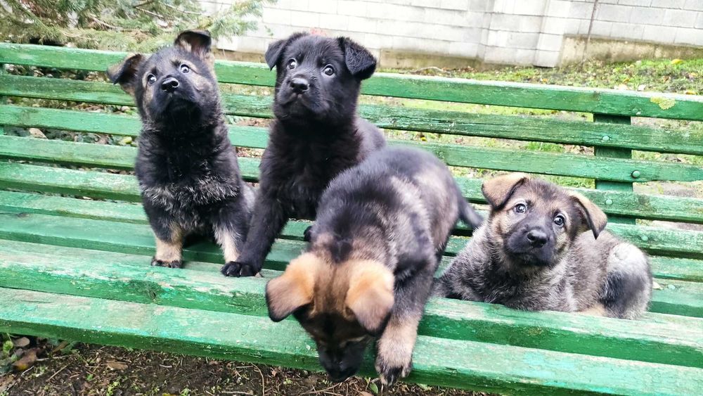 Кученца източноевропейска овчарка