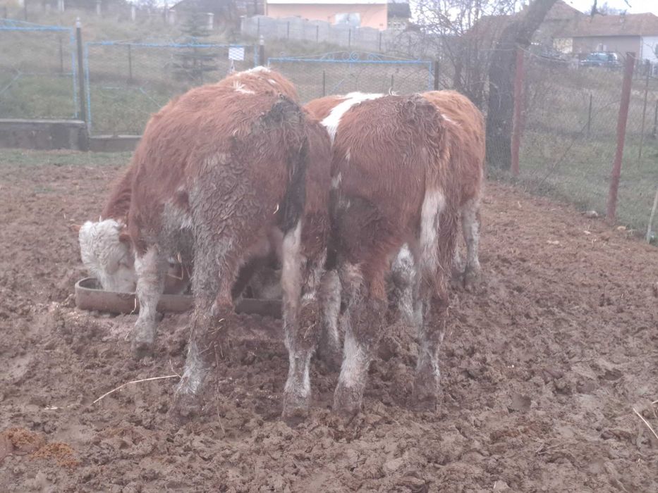 Vând 8 viței bălțați si belgieni