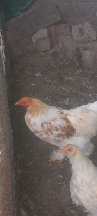 Продаётся петухи