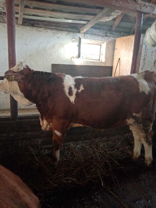 Vând vițel de rasă!!!