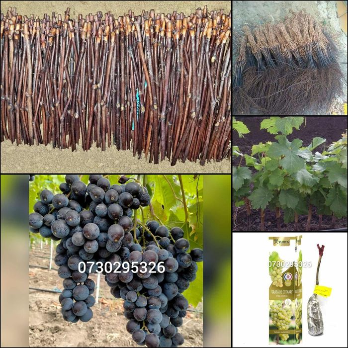 Vând Butasi vita de vie Altoita și Hibridă direct de la PRODUCĂTOR