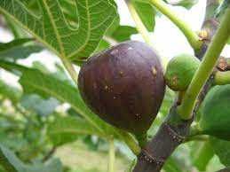 Смокиня Мичуринска-10