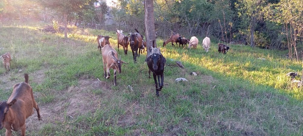 Vând turma  mica de capre