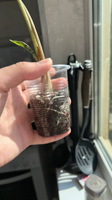 Алоказия Bambino