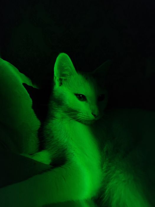 Отдам в хорошие руки,сразу двоих,два мальчика