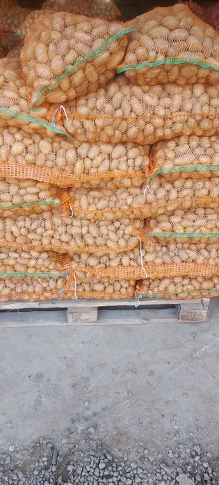 Cartofi  pentru animale si samanta