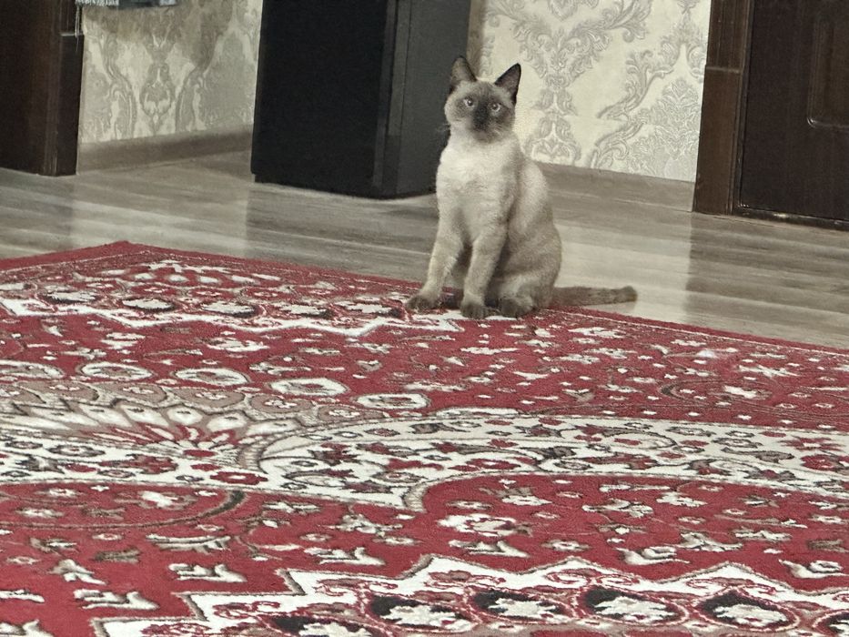 Mushuk sotiladi. Кот продаётся.