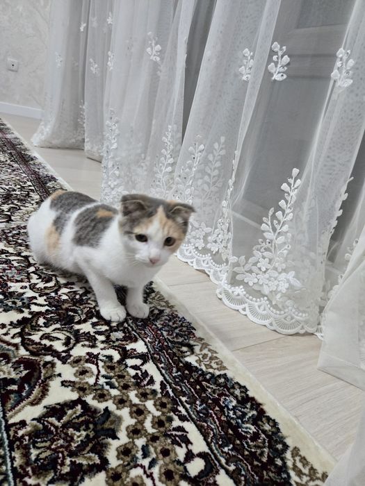 Отдам котёнка (шотландская вислоухая)
Милая и очень ласковая девочка,