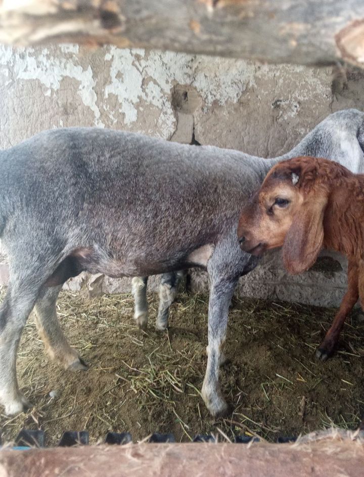 Ena bola cotiladi