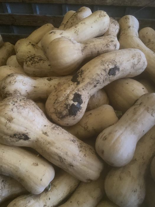 Тиква матилда 0.60