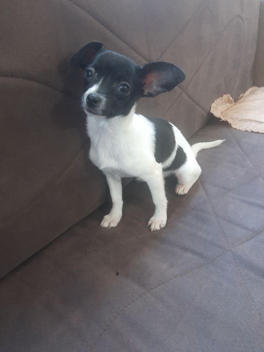 Чихуахуа момиченце