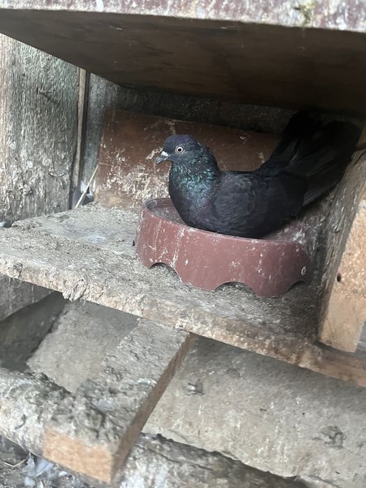 Porumbei ciungi de ploiești