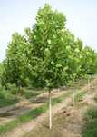 Producator Vand arbori puieti platan 40- 150 cm, plante, puieti