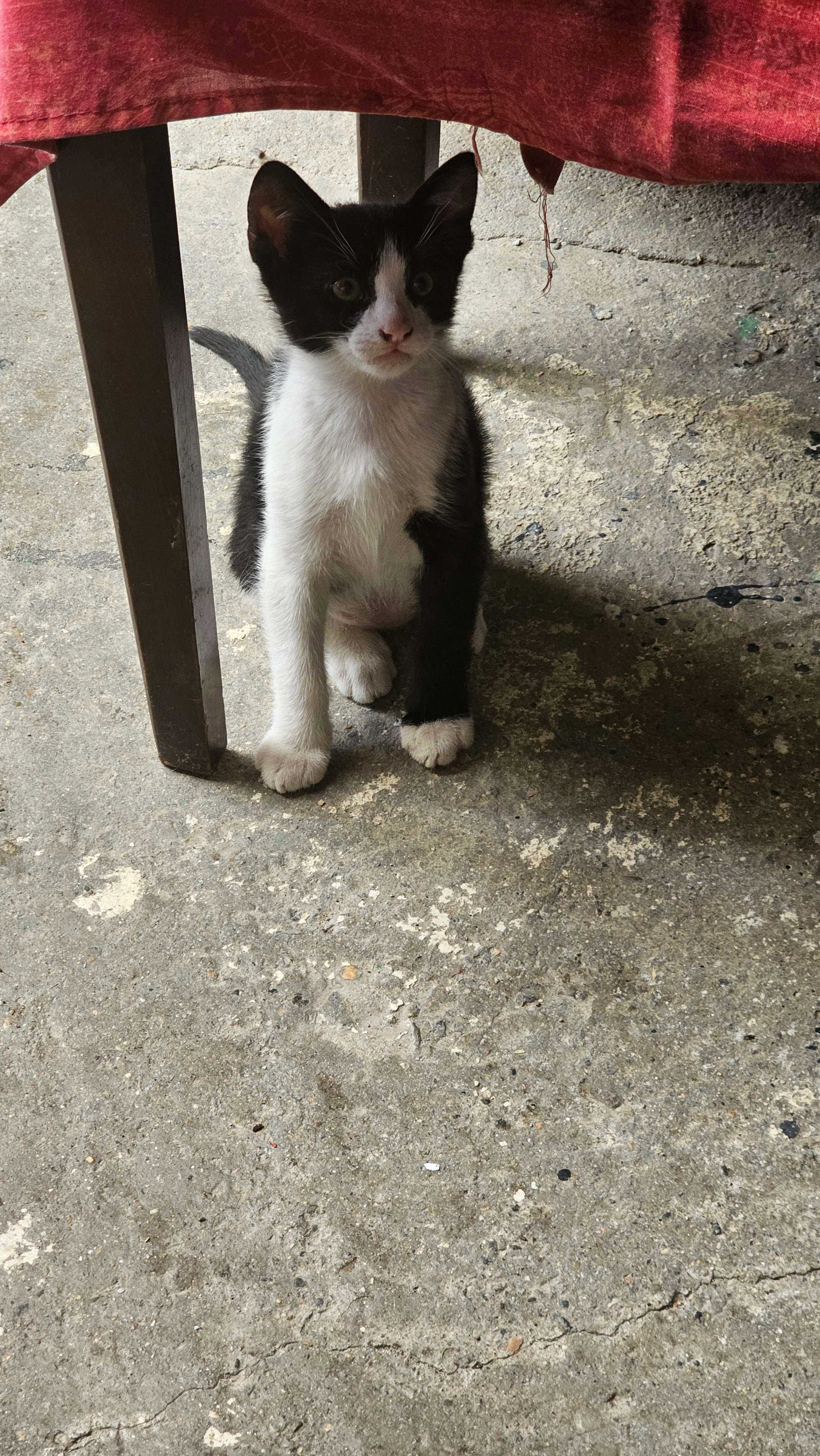 Se dau spre adoptie 2 pisicuti de 2 luni