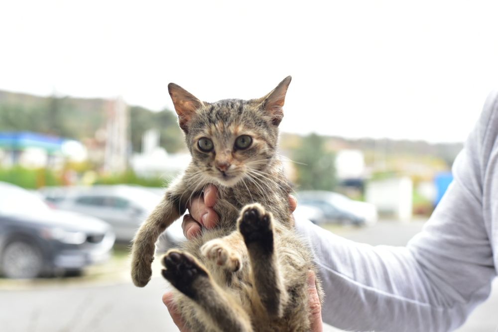 Подарявам коте на 2 месеца, здраво с аксесоари