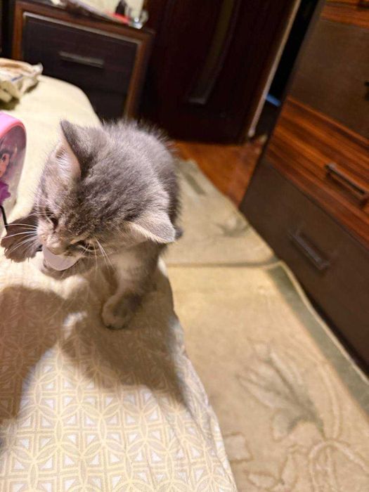 Страйт кошка /страйт