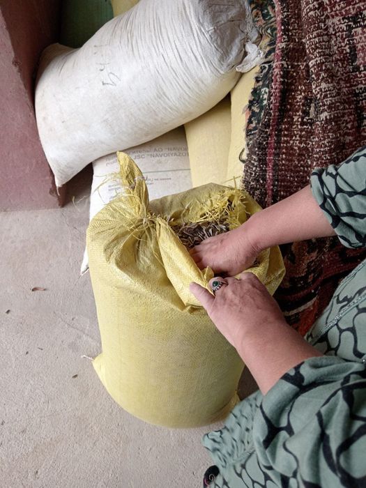 Qora Semichka sotilad