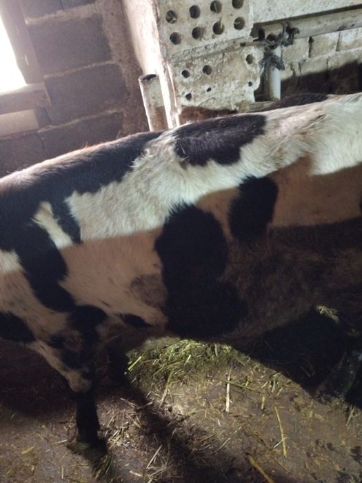 Продавам мъжко теле около 250кг