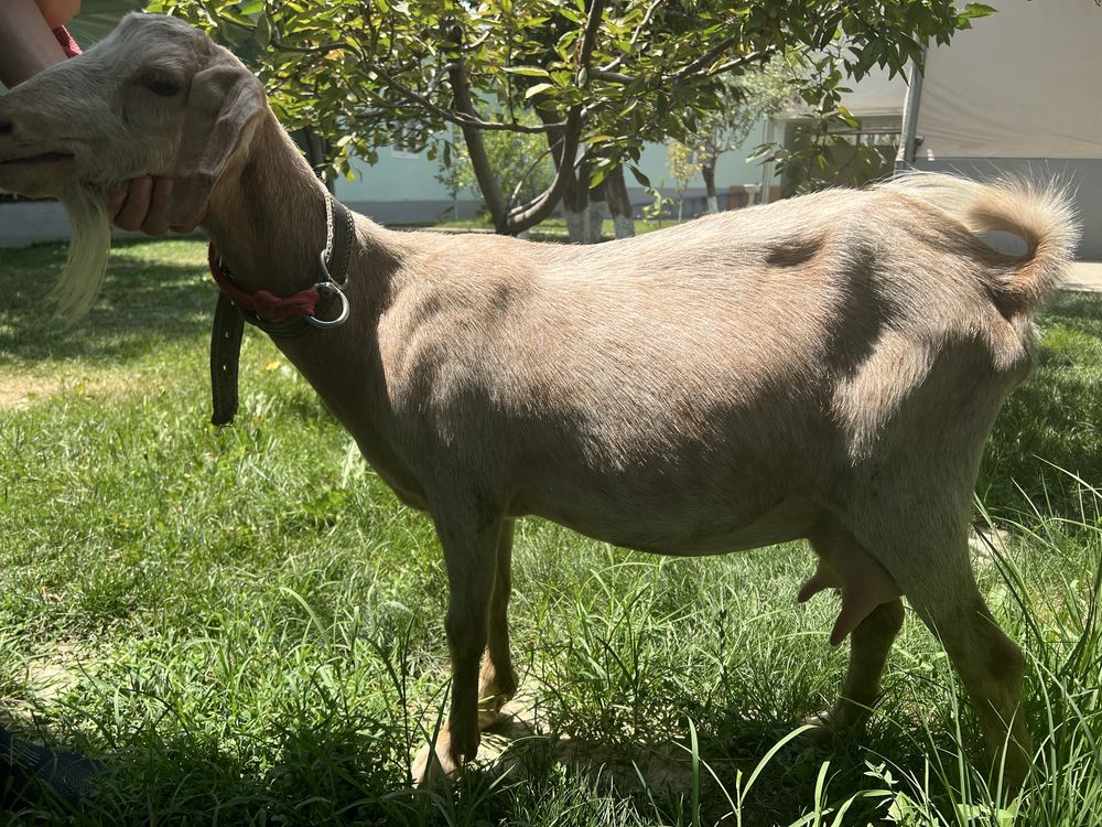 Echki sut beradigan