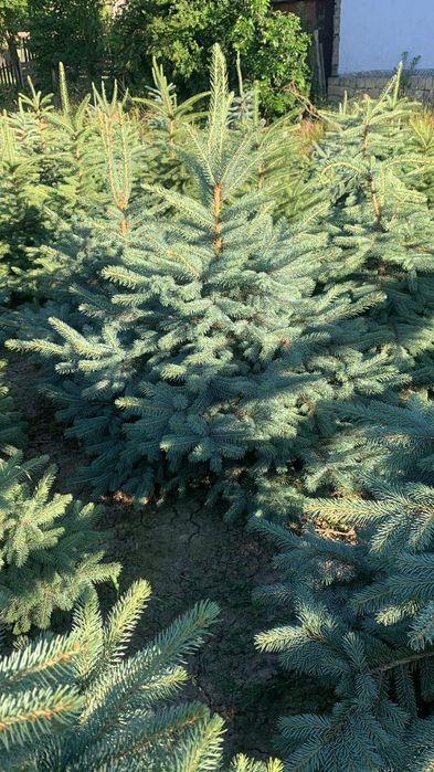 Brazi Argintii crescut in Romania