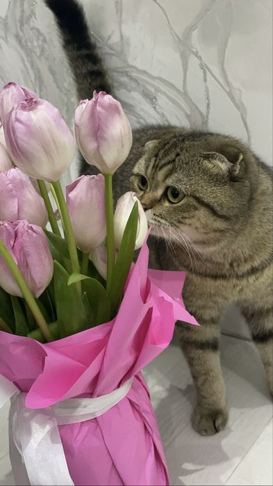 Britanskiy , Schottish Fold Shinshilla sotiladi