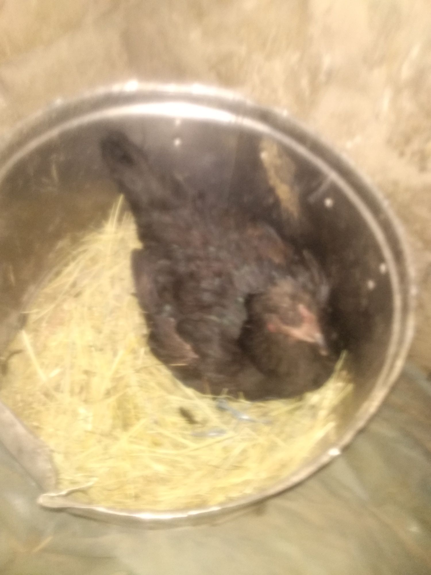 Kurk tovuq sotiladi qora 6ta tushumi bor