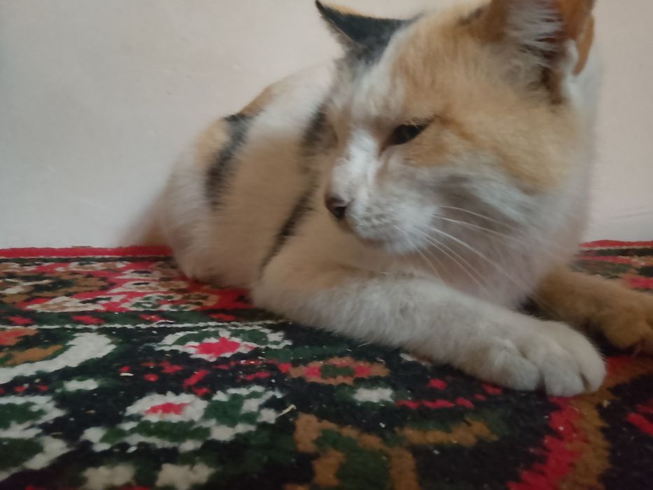 Yaxshi uy mushugi sotiladi