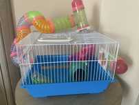 Cusca hamster / porcusor de guineea