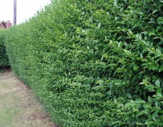 ligustrum pentru Garduri vii rezistent in orice conditii