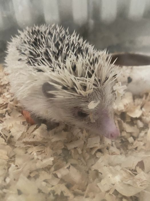 Vand arici african foarte prietenos