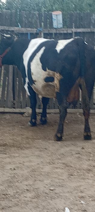 De vânzare vaca gestanta