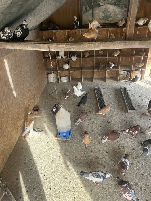 Porumbei voiajori si de ornament