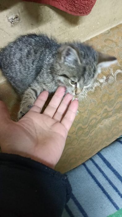 Девочка, около 2-х месяцев.