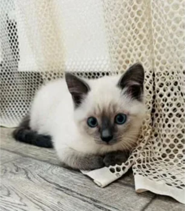 Шотланские котята в редком оркасе блю поинт