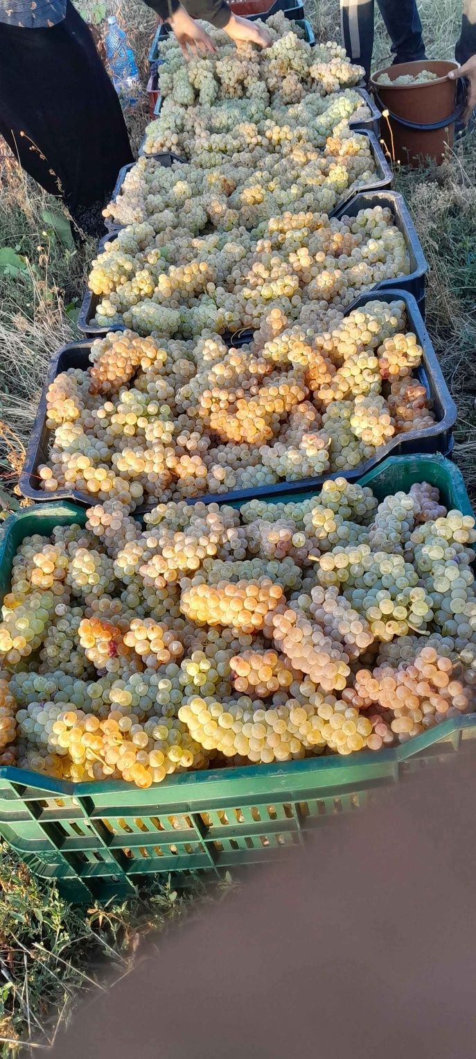 Vând struguri de vin diferite soiuri