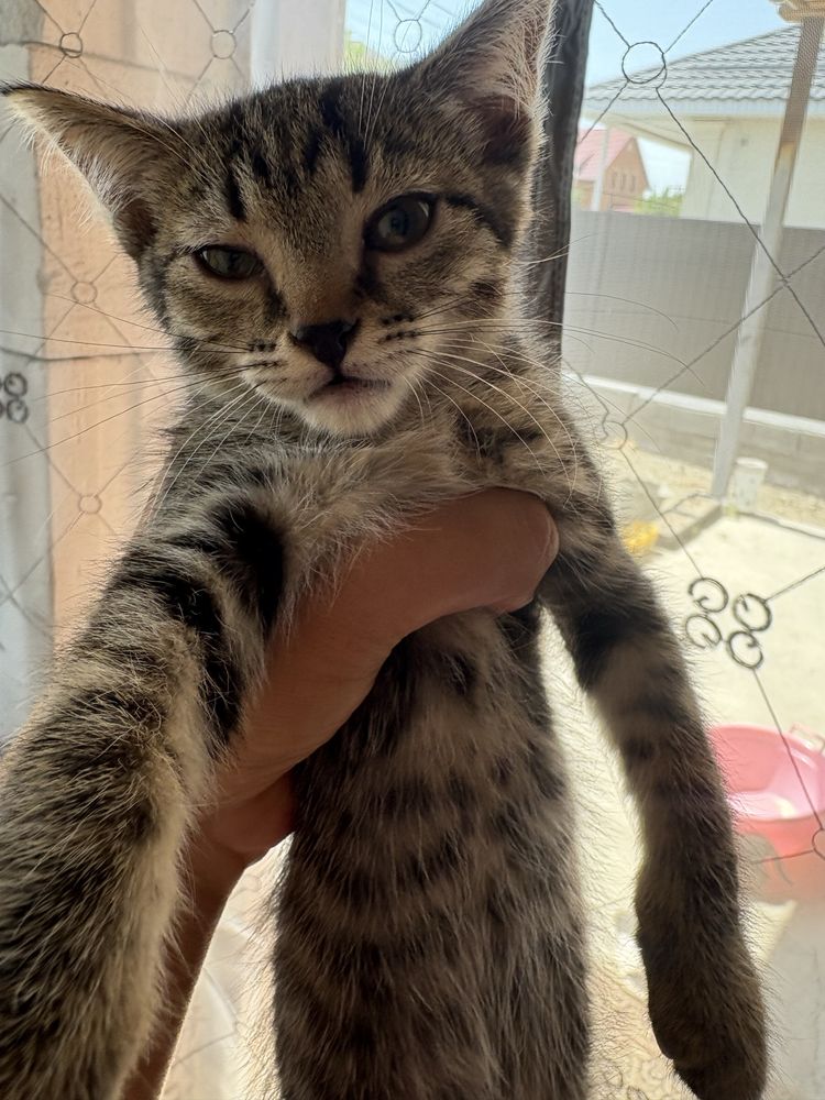 Отдаю котят, БЕСПЛАТНО!!!