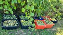 Struguri pentru vin - soiuri nobile -Lechinta