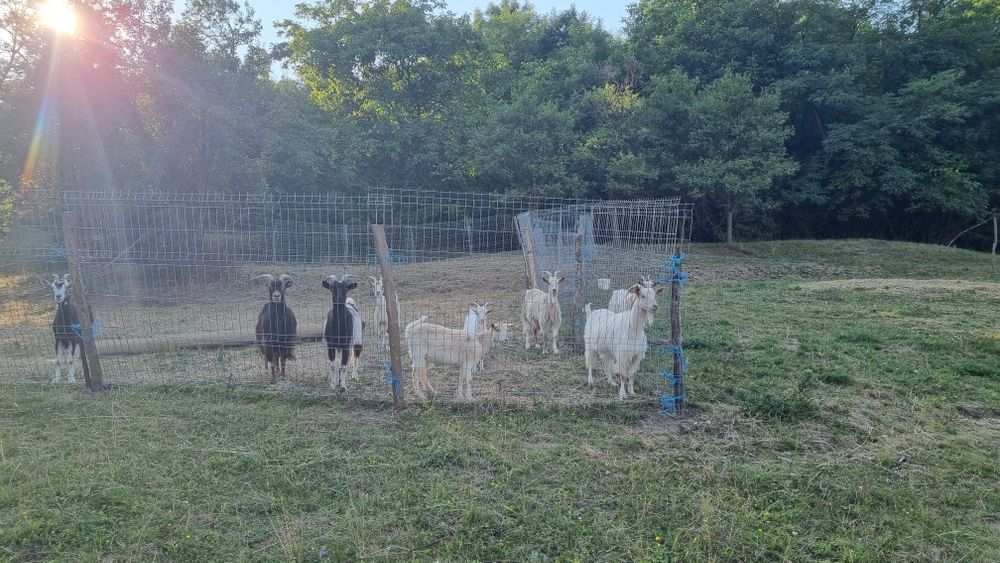 Vand capre 6 cu lapte un țap si 3 tinere.
